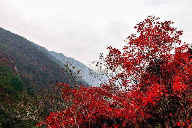 高雄抽出全台最早“国运签”，称疫情到农历七月才会逐渐好转