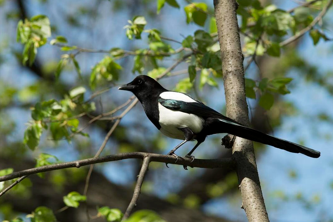 生肖蛇：一生最旺的三大吉祥色彩，助你运势飙升，开启好运之门！