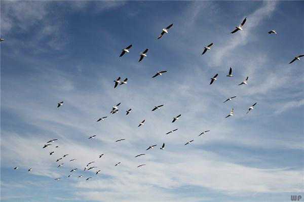 麻将碰牌技巧（牌流战略），记住了赢牌不是问题。