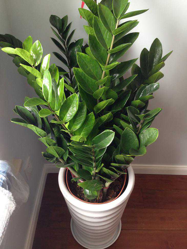 都说属鸡的人精明能干，却总在运势上差那么一点意思！